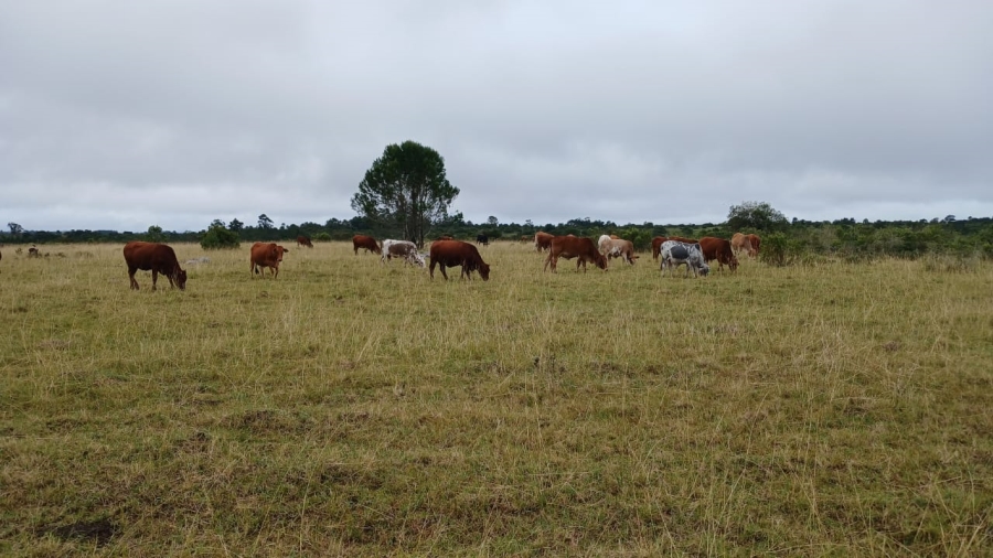 Commercial Property for Sale in Bathurst Eastern Cape